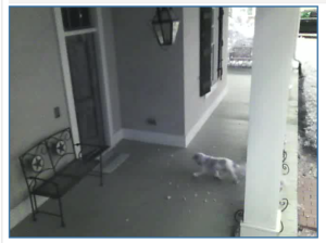 Nexia VIdeo of Dog Escaping House